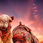 Camel Sunset Landscape · Free photo on Pixabay
